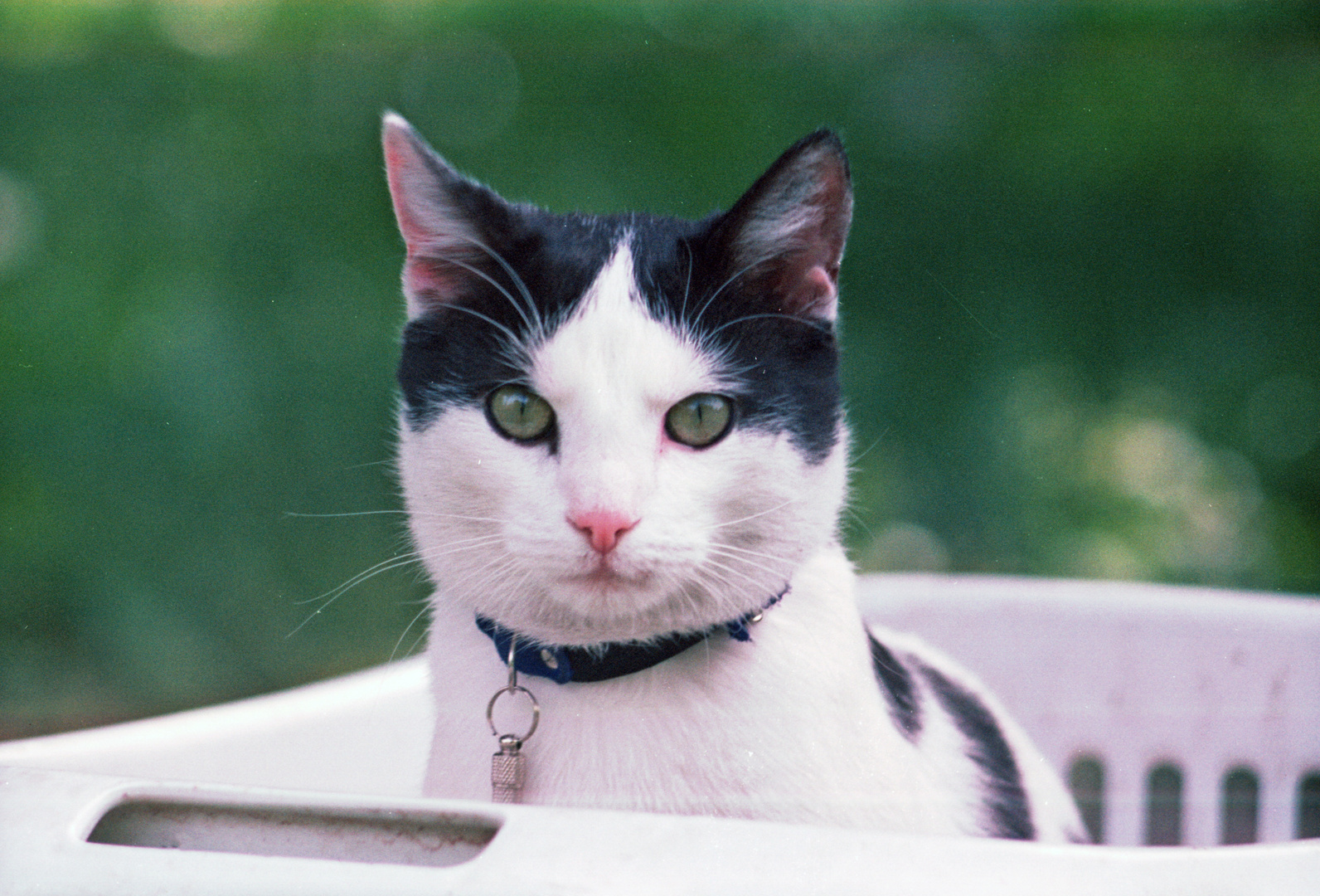 Katze im Wäschekorb