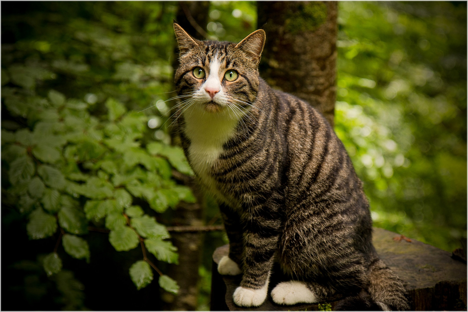 Katze im Wald