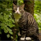 Katze im Wald