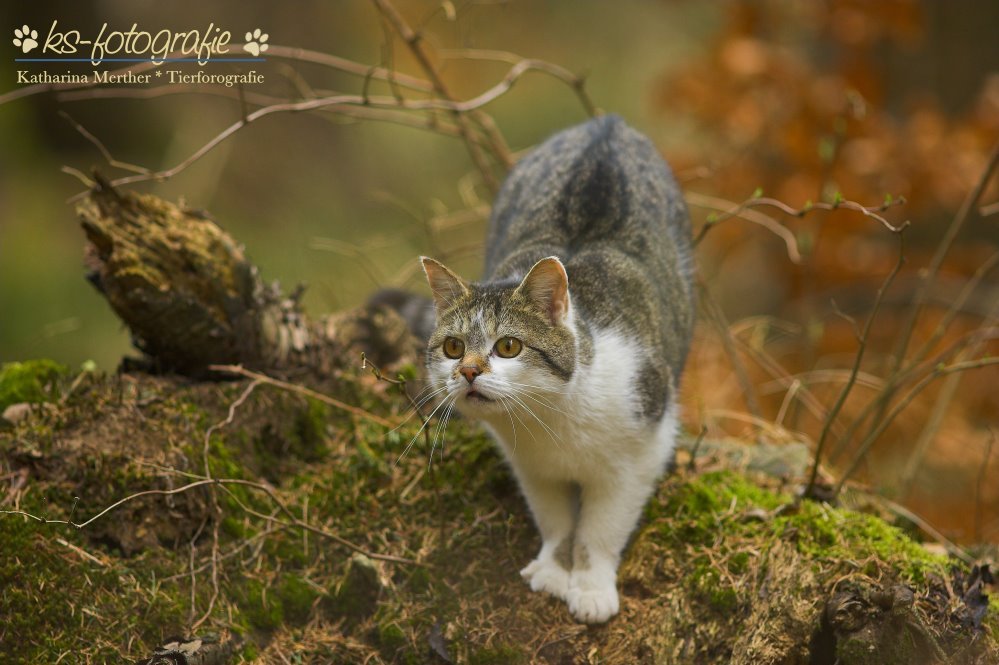 Katze im Wald