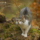 Katze im Wald