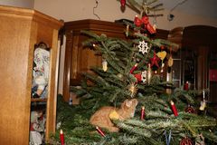 Katze im Weihnachtsbaum