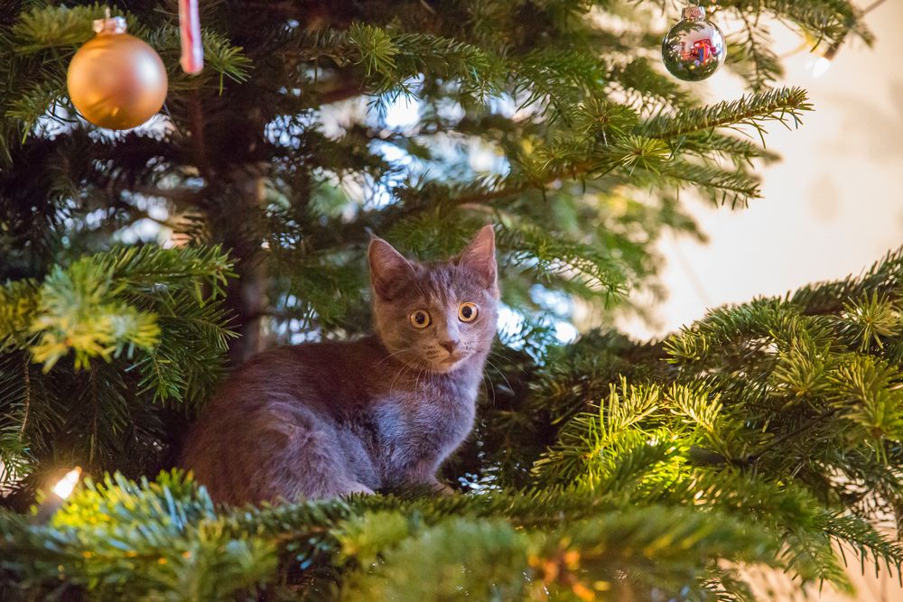 Katze im Weihnachtsbaum Foto & Bild tiere, haustiere, katzen Bilder
