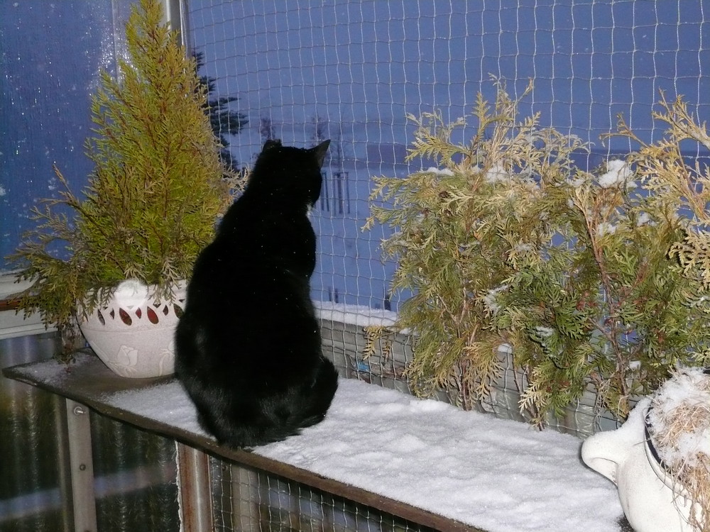 Katze im Winter