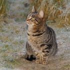 Katze im Winter auf der Weide