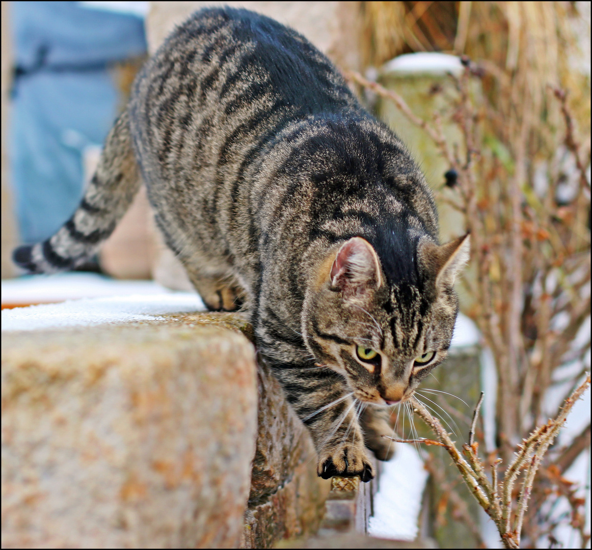 Katze im Winter