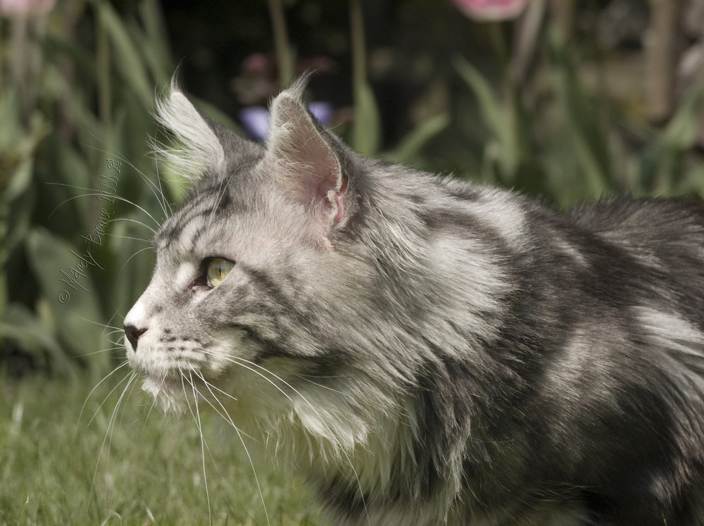 Katze im Wolfpelz