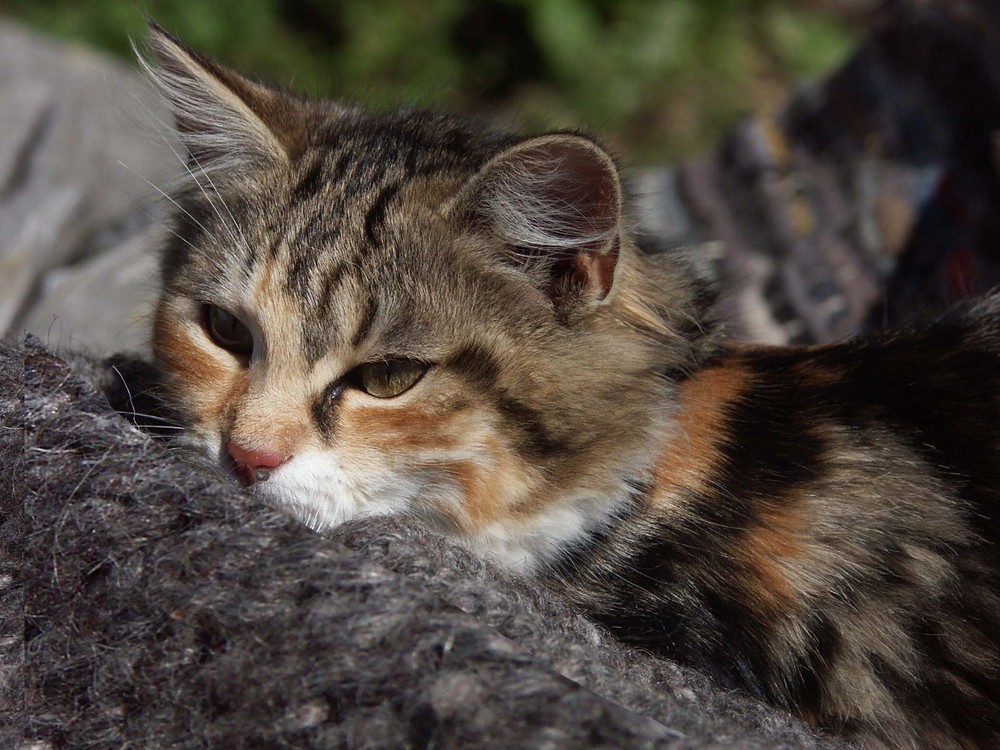 Katze im Wollpelz