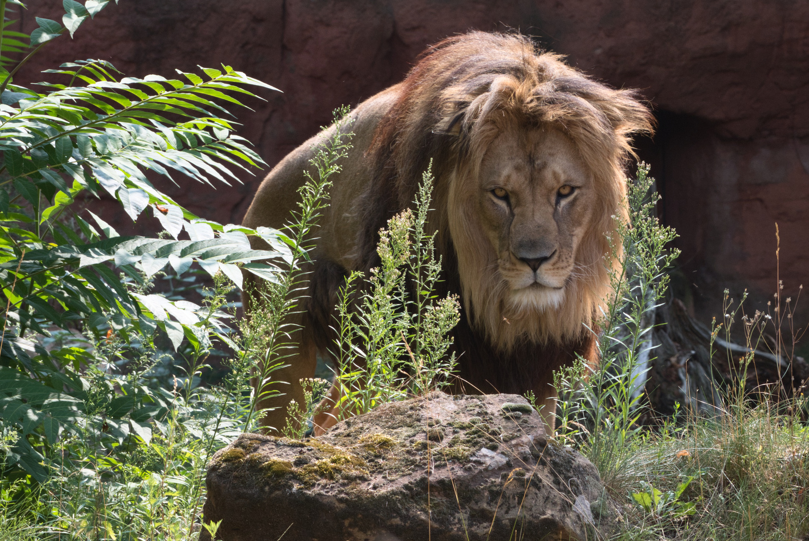 Katze im Zoo