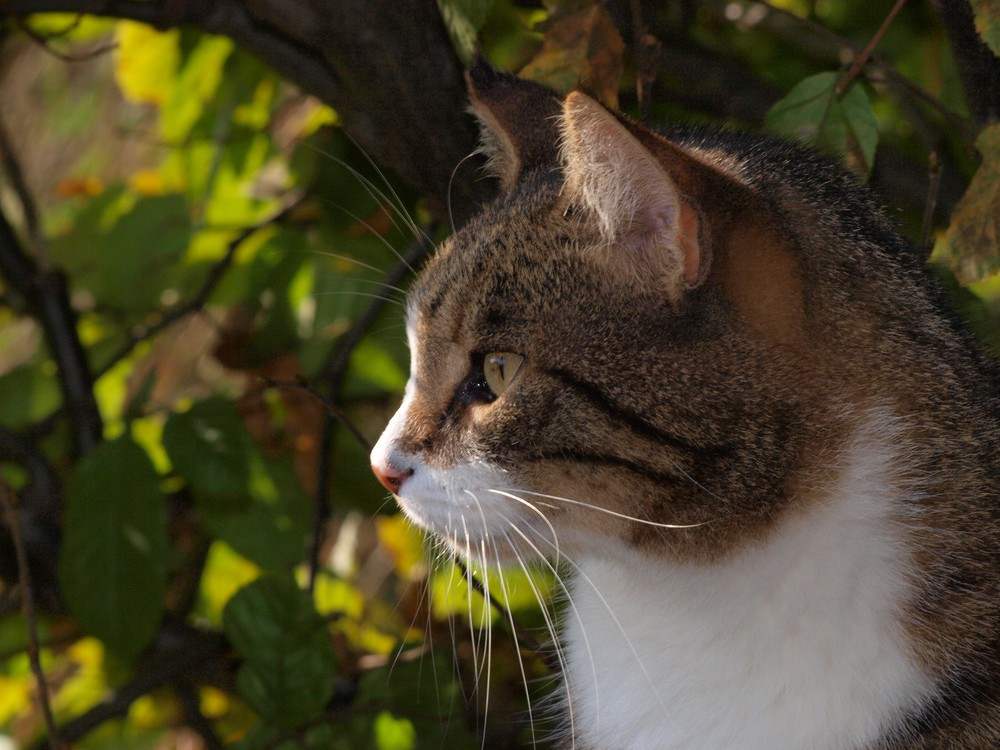 Katze in Abendstimmung