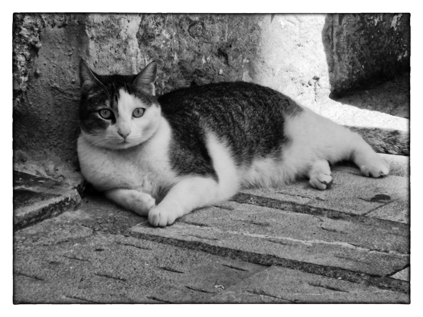 Katze in Alcudia , Mallorca in SW