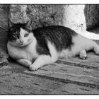 Katze in Alcudia , Mallorca in SW