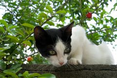 Katze in Bahia