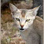 Katze in Bhutan