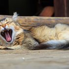 Katze in Bhutan