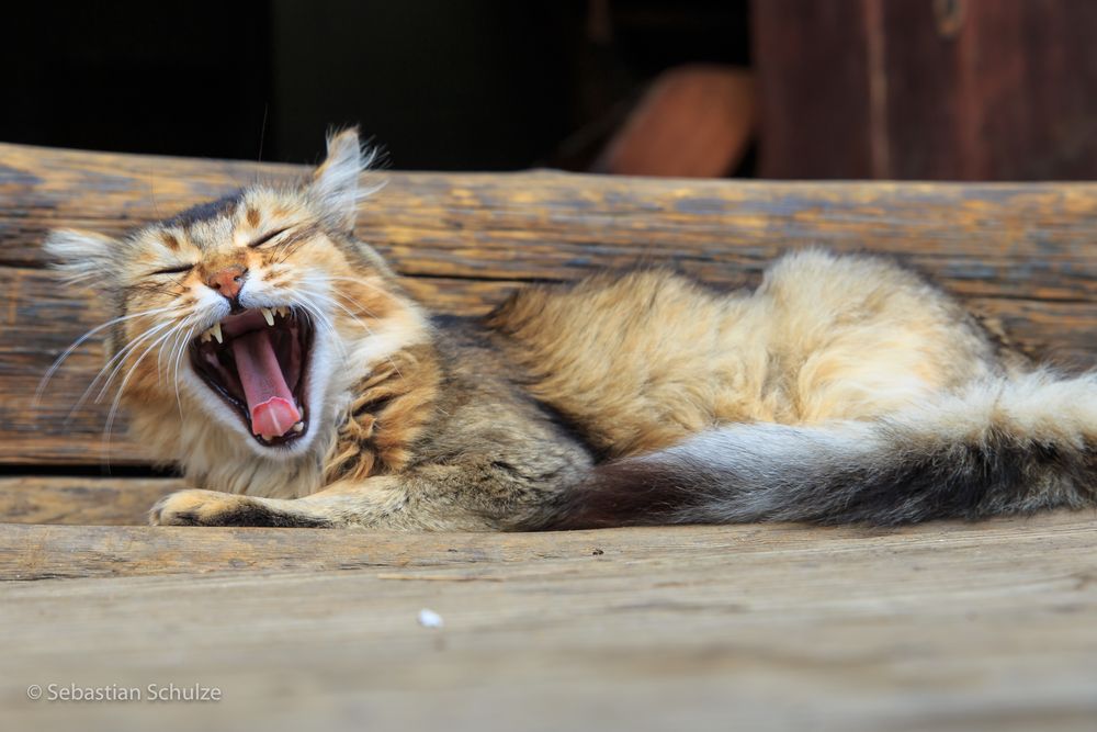 Katze in Bhutan