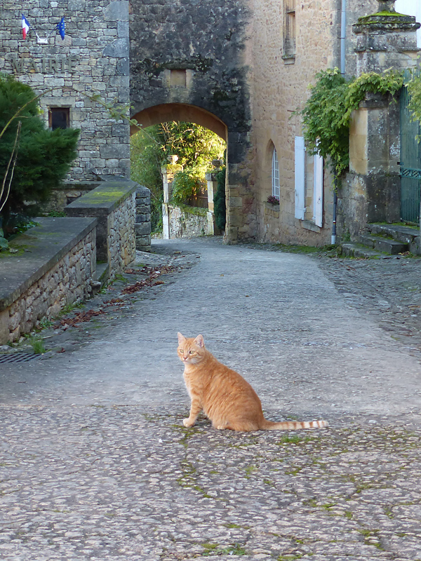 Katze in Biron in Farbe