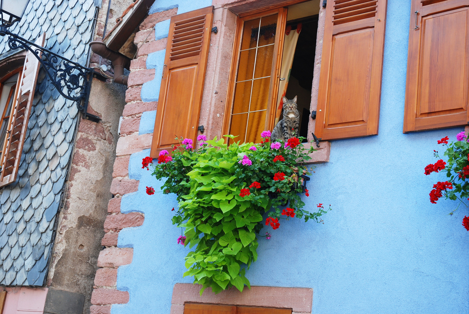 Katze in blau