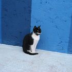 Katze in Blau