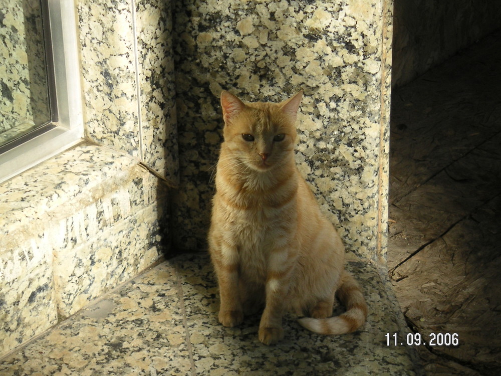 Katze in Bulgarien