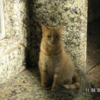Katze in Bulgarien