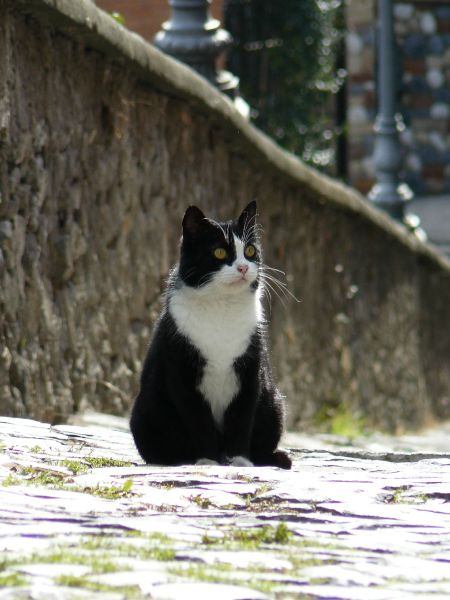 Katze in Castel Gandolfo