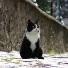 Katze in Castel Gandolfo