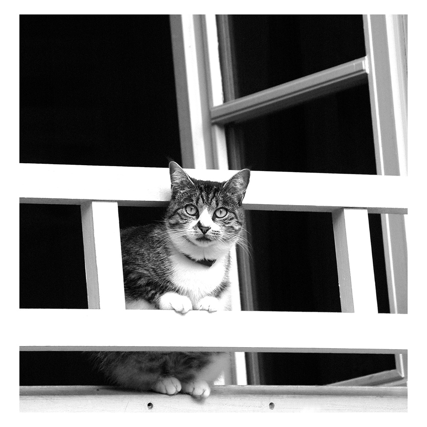 Katze in Chartres