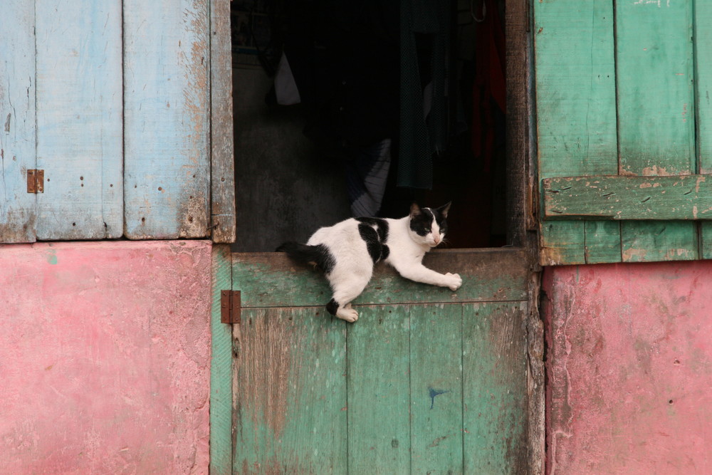 Katze in den Slums von Takoradi, Ghana