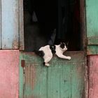 Katze in den Slums von Takoradi, Ghana