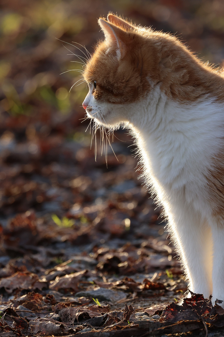 Katze in der Abendsonne