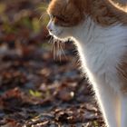 Katze in der Abendsonne