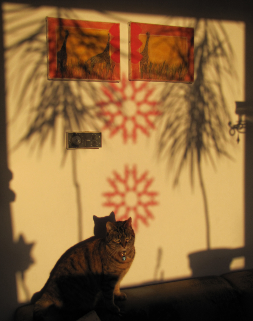 Katze in der Abendsonne