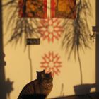 Katze in der Abendsonne