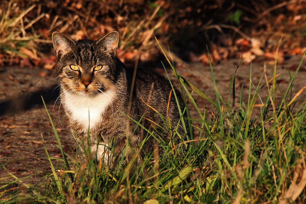 Katze in der Abendsonne........