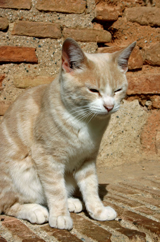 Katze in der Alhambra, Granada