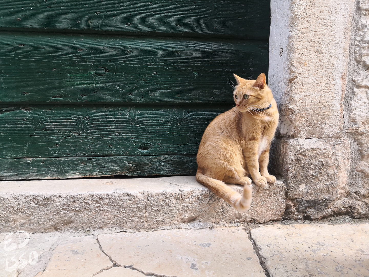 Katze in der Altstadt von Rovinj