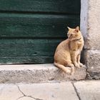 Katze in der Altstadt von Rovinj