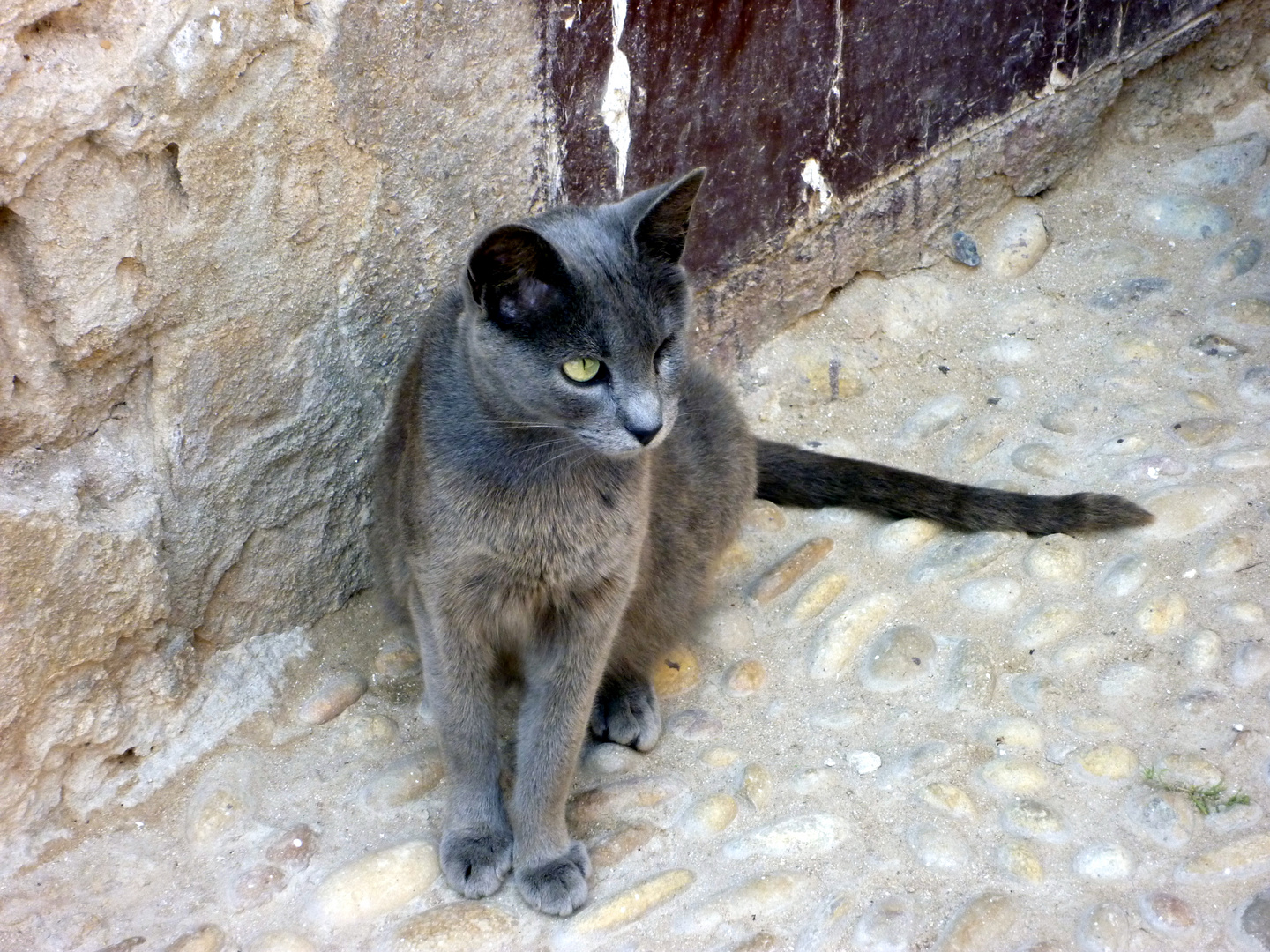 Katze in der Blaue Stadt Marokko