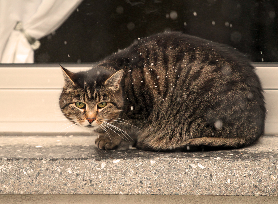 Katze in der Fensterbank..