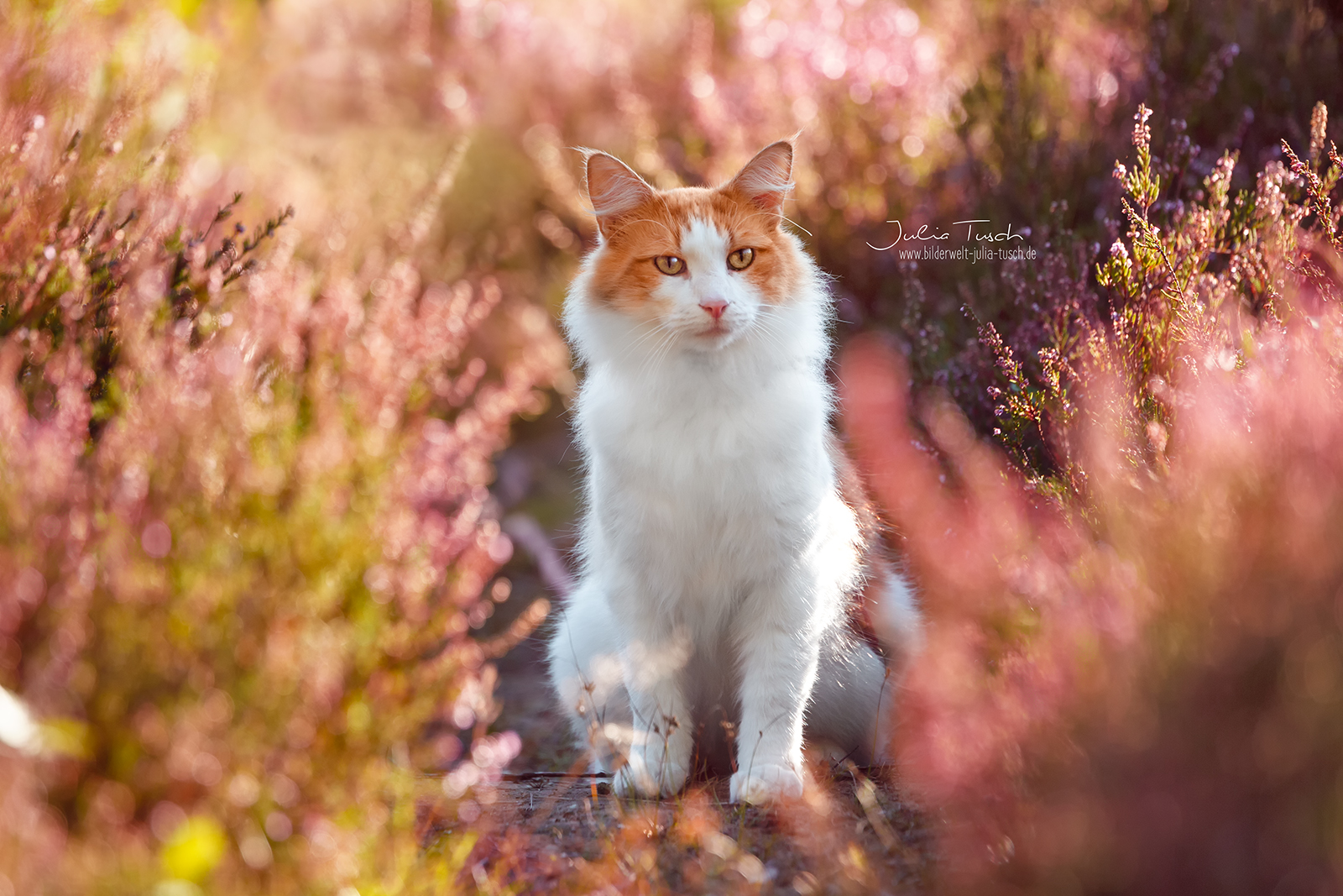 Katze in der Heide?