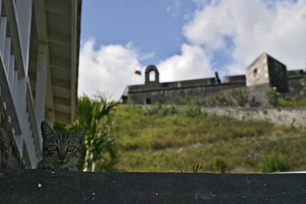 Katze in der Karibik