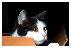 Katze in der Kiste