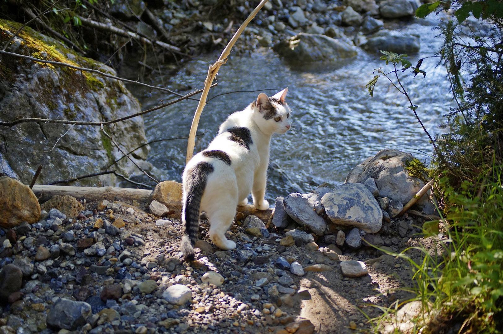 Katze  In der Mittagssonne am Gebirgsbach