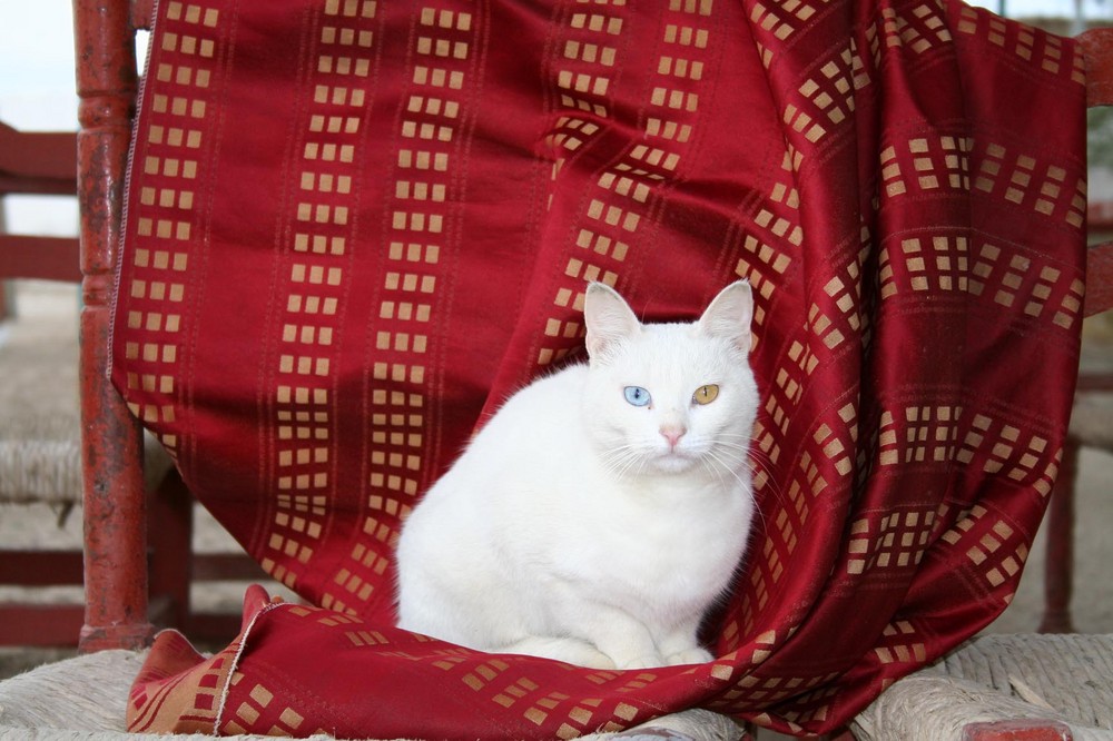Katze in der Oase Fayum in Ägypten