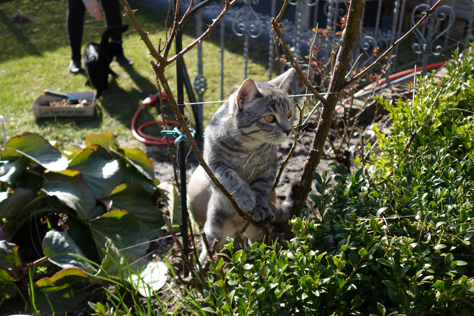 Katze in der Rose