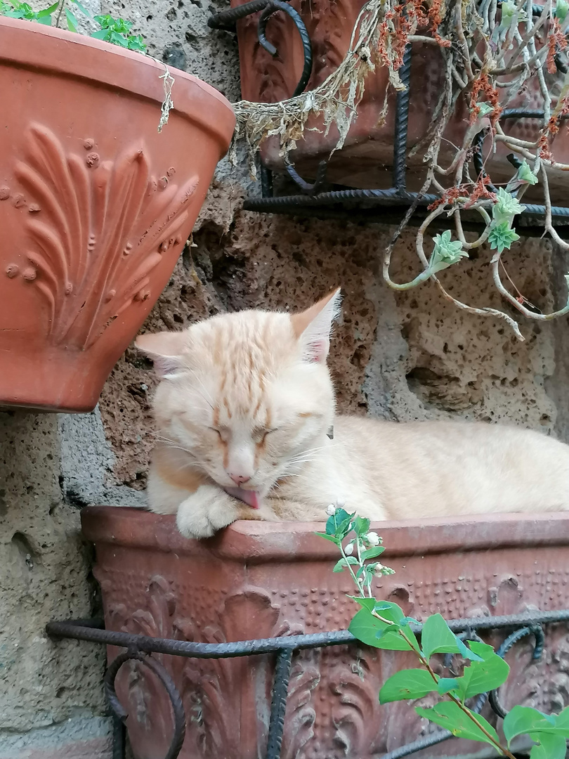 Katze in  der Toskana
