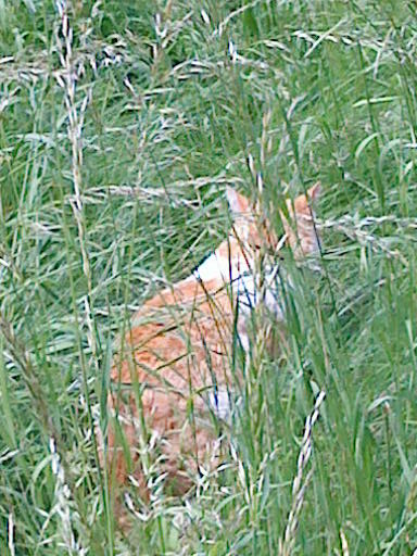 Katze in der Wiese