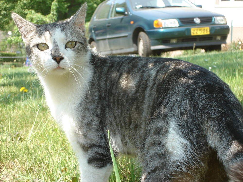 Katze in der Wiese