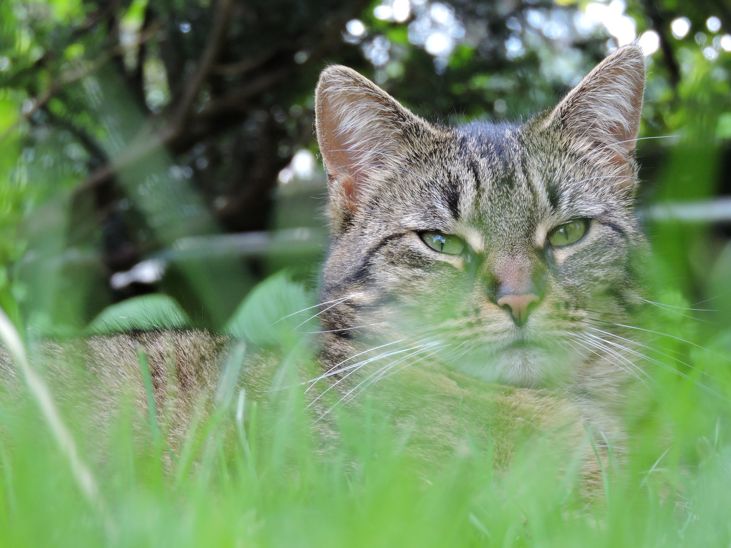 Katze in der Wiese